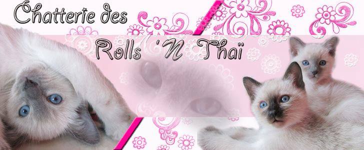 Chatterie_ Des_ Roll_N_Thai