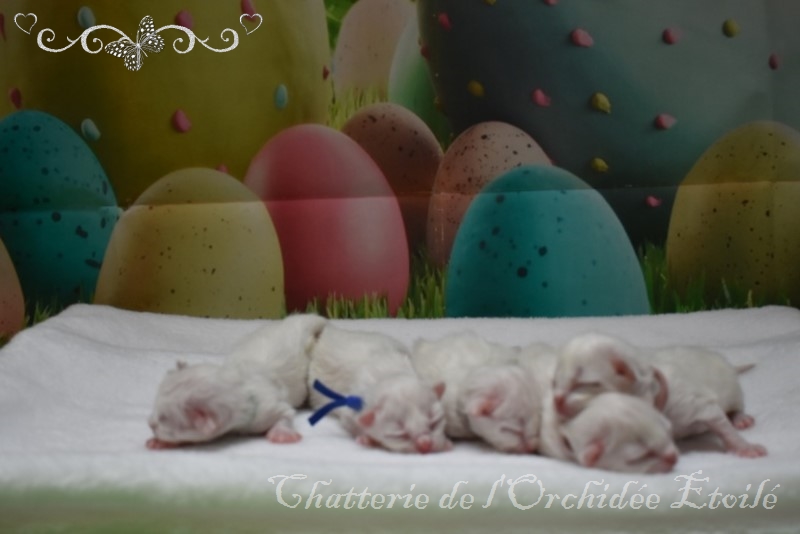 Chatons sacré de birmanie nés en octobre 2015