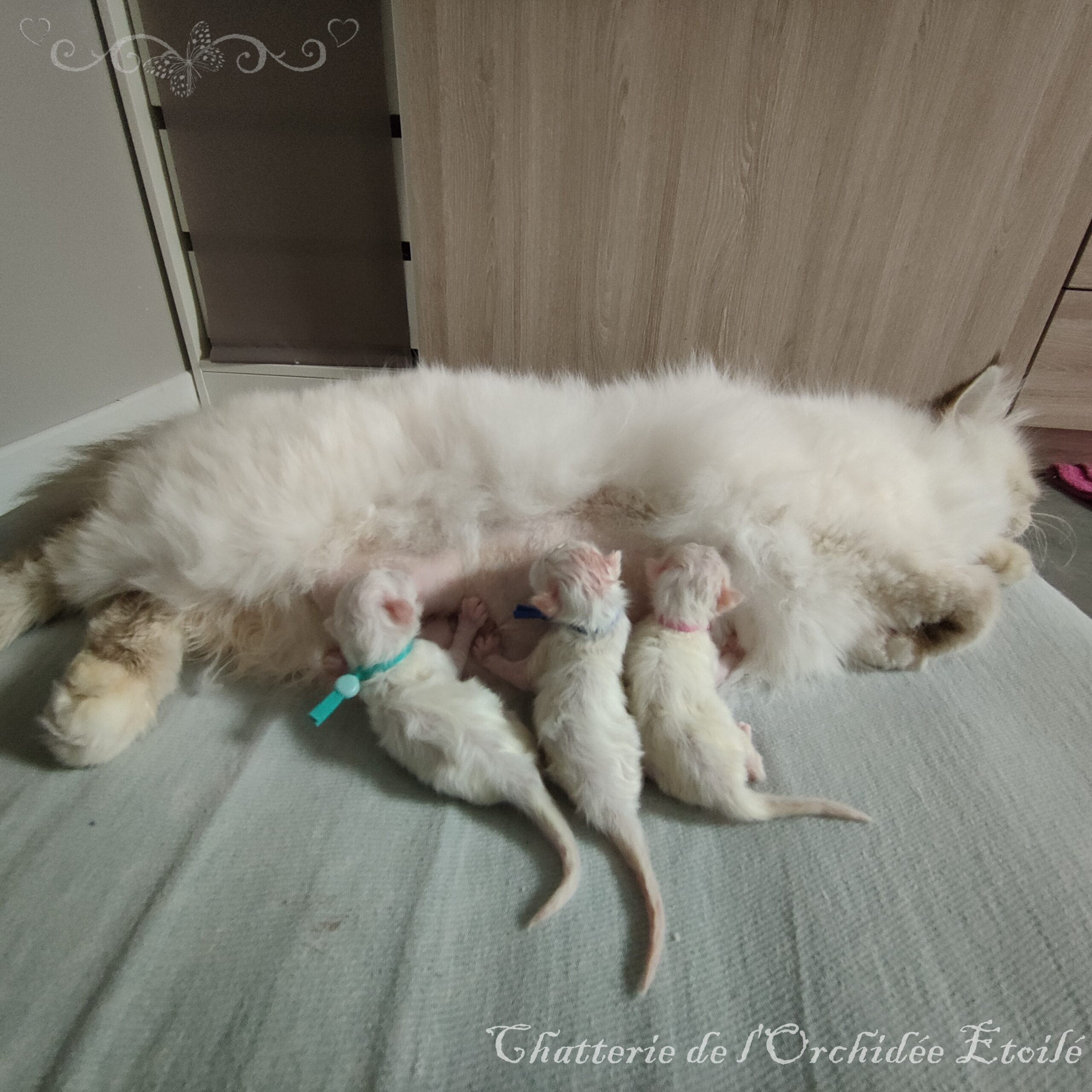 Chatons sacré de birmanie nés en octobre 2015