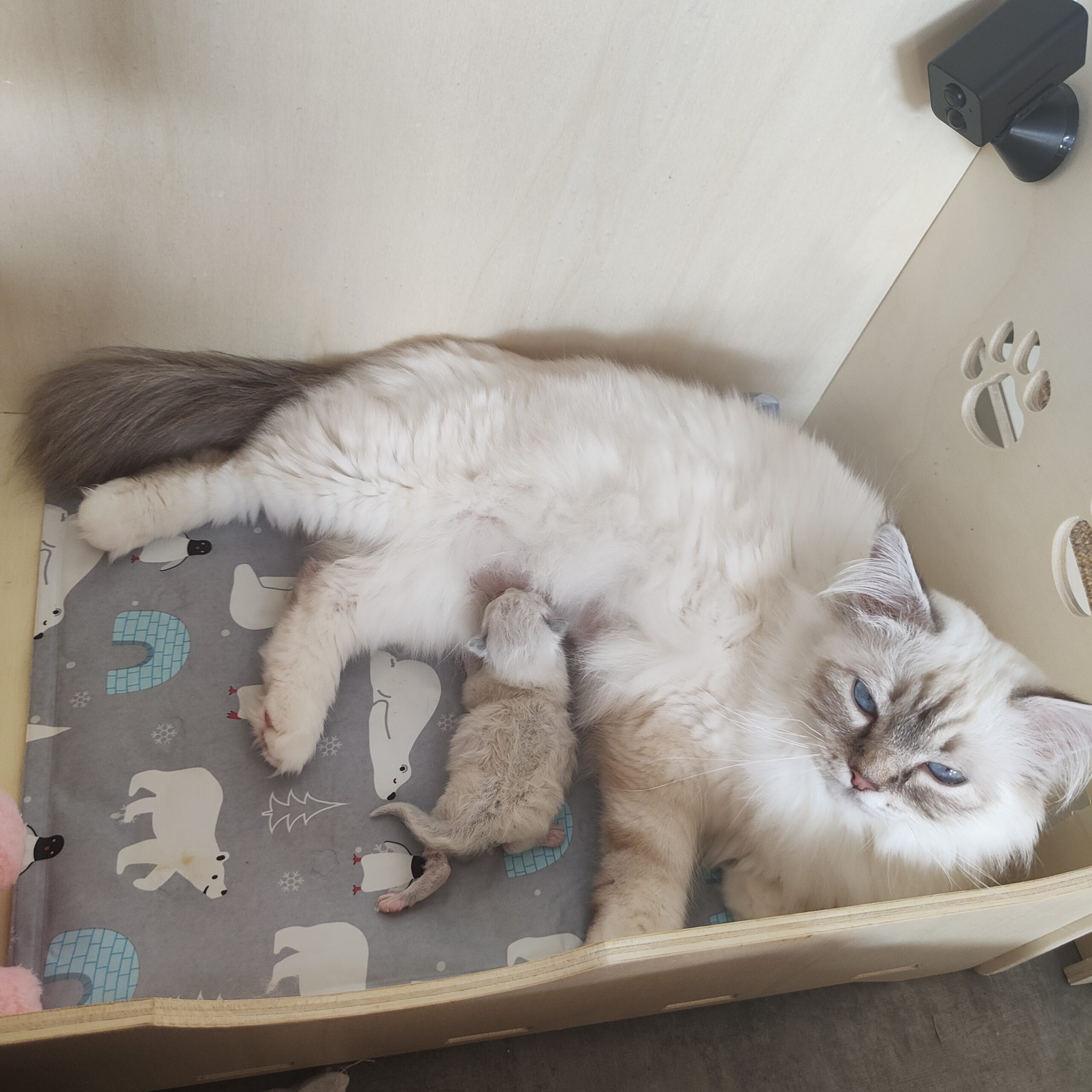 Chatons sacré de birmanie nés en octobre 2015