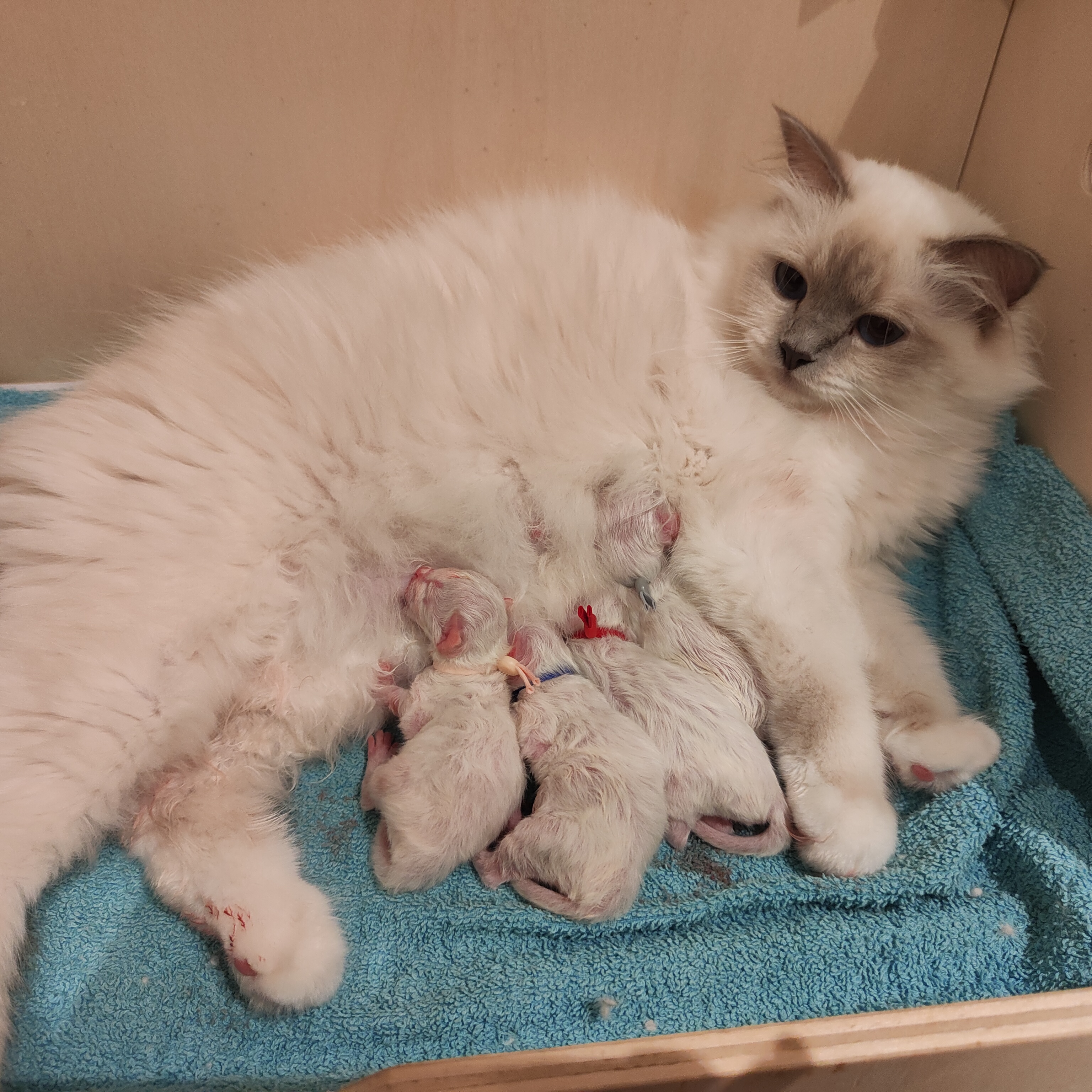 Chatons sacré de birmanie nés en octobre 2015